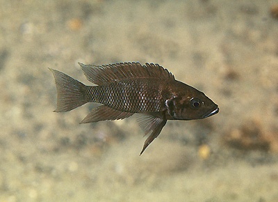 Neolamprologus savoryi 'Kekese'